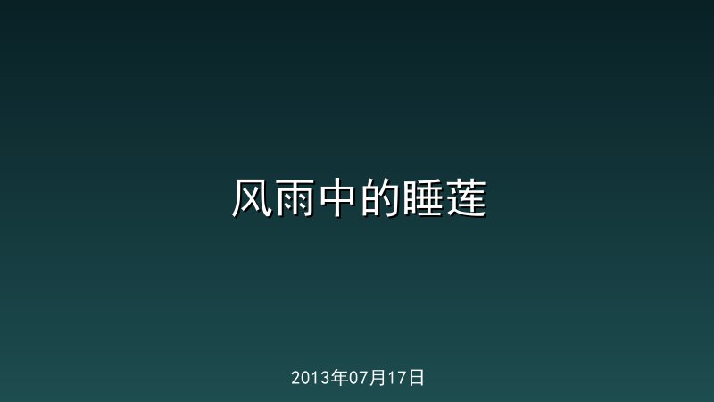 风雨中的睡莲