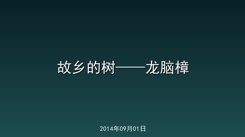 故乡的树&mdash;&mdash;龙脑樟