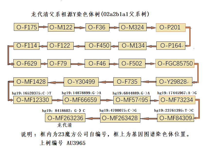 父系基因Y单倍群源流